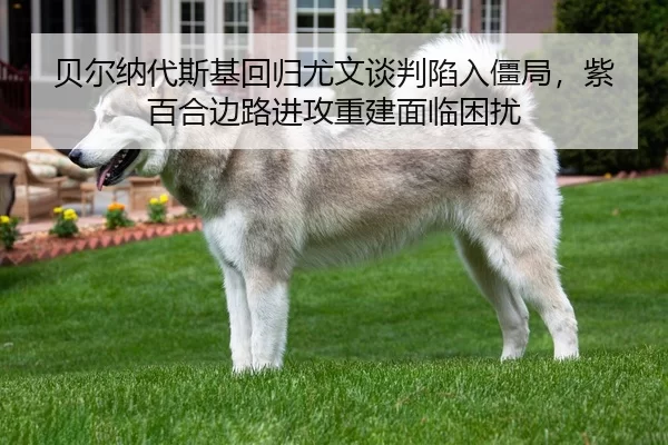bei-er-na-dai-si-ji-hui-gui-you-wen-tan-pan-xian-ru-jiang-ju-zi-bai-he-bian-lu-jin-gong-chong-jian-mian-lin-kun-rao-3-225.jpg
