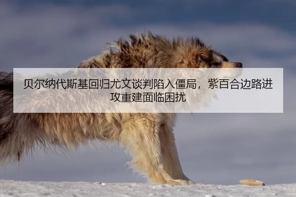 贝尔纳代斯基回归尤文谈判陷入僵局，紫百合边路进攻重建面临困扰